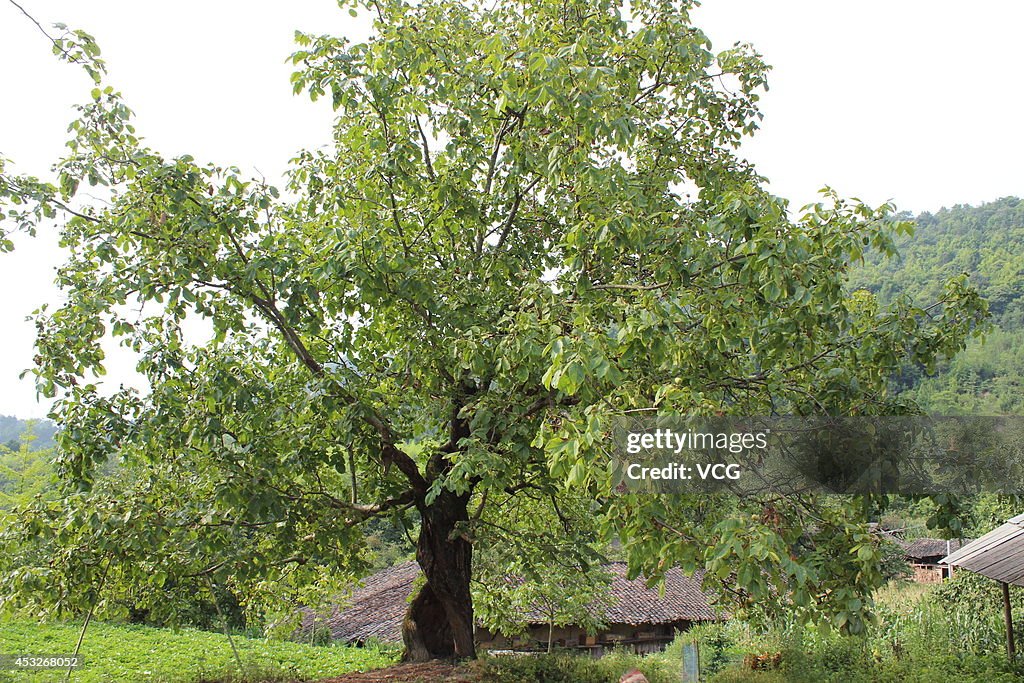 Over 150 Years Hollow Walnut Tree In Sichuan