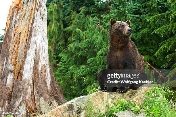 Canada, British Columbia, Vancouver, Grouse Mountain, Grizzly Bear Sitting On Rock.