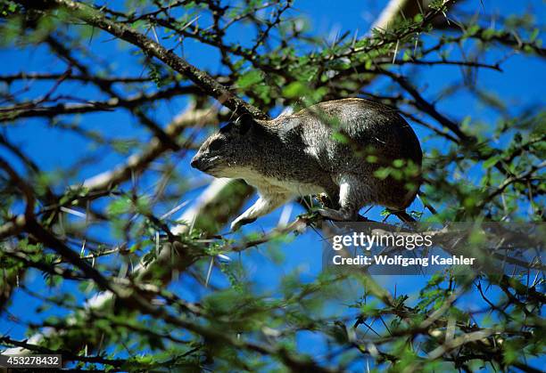 Tanzania, Serengeti, Kopje , Tree Hyrax Feeding In Acacia Tree.