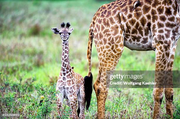 Tanzania, Serengeti National Park, Masai Giraffe Baby Only A Few Days Old.