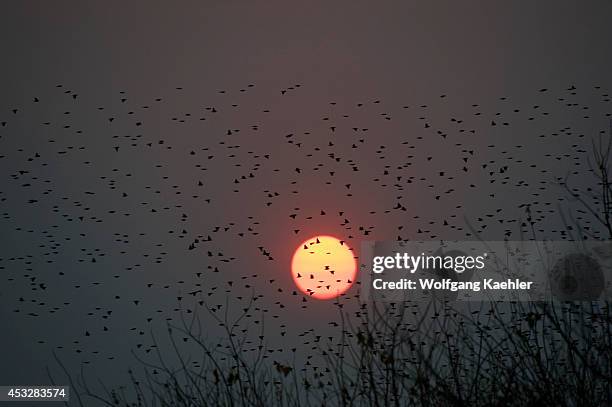 Botswana, Okavango Inland Delta, Duma Tau, Flock Of Red-billed Quelea At Sunset Flying To Roosting Tree.