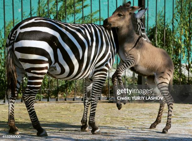 Zebrass 114 Breeding Zebra Stock Photos, High-Res Pictures, and Images - Getty ...