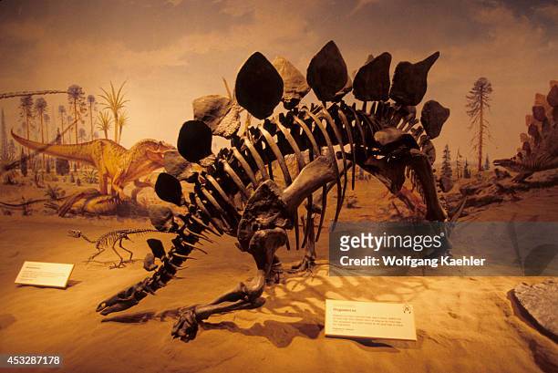 Canada, Alberta, Drumheller, Royal Tyrrell Museum, Interior, Dinosaur Skeleton, Stegosaurus.