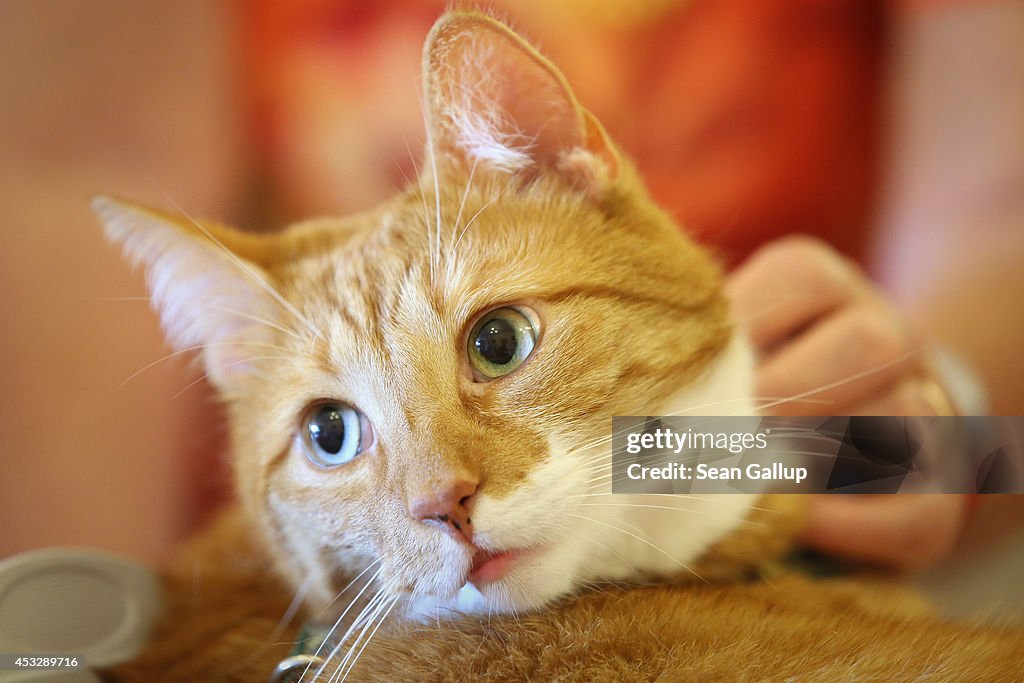 Cat Brings Therapy And Delight To The Elderly