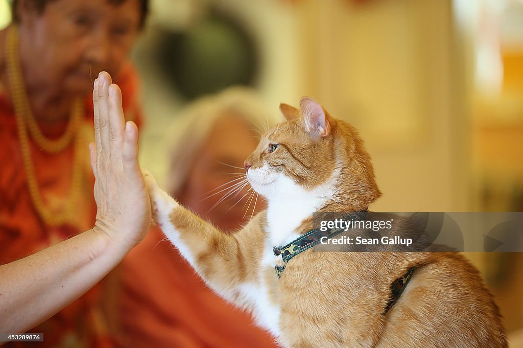 Cat Brings Therapy And Delight To The Elderly