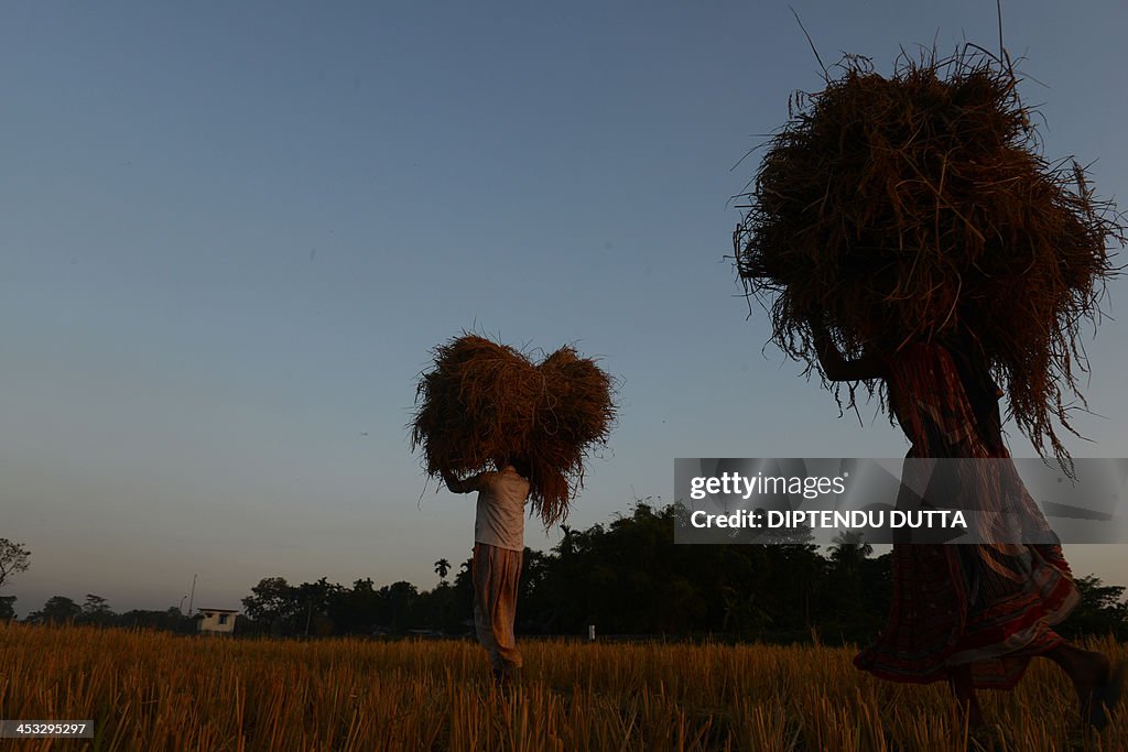 INDIA-AGRICULTURE-RICE