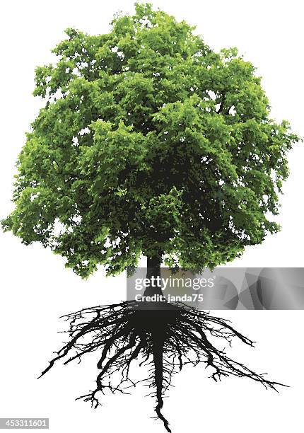 tree and roots - roots stock illustrations