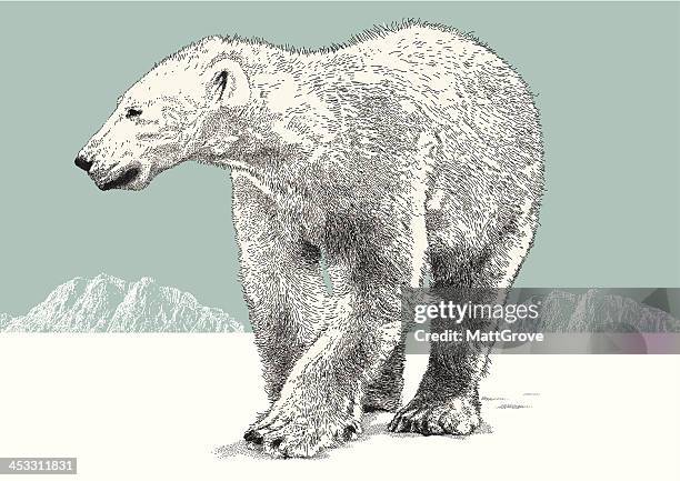 polar bear - eisbär ohne eis stock-grafiken, -clipart, -cartoons und -symbole