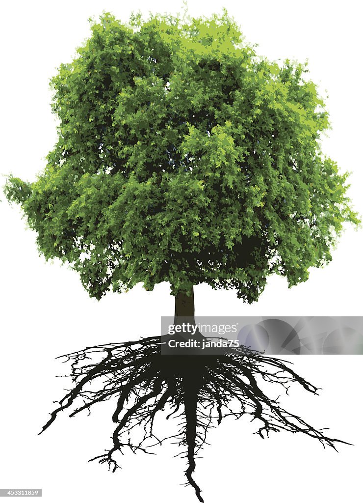 Tree and roote