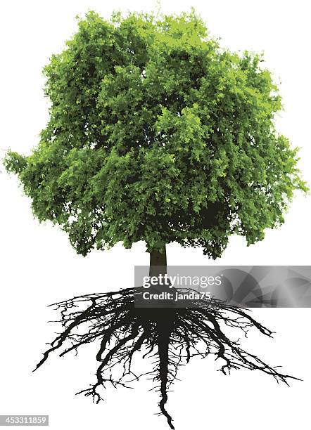tree and roote - tree roots stock illustrations