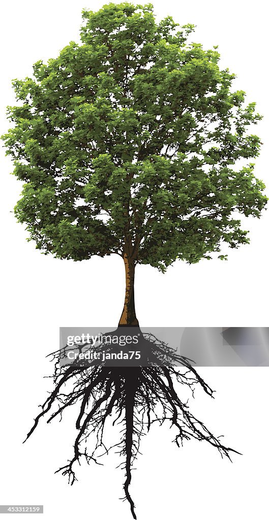 Tree and roots