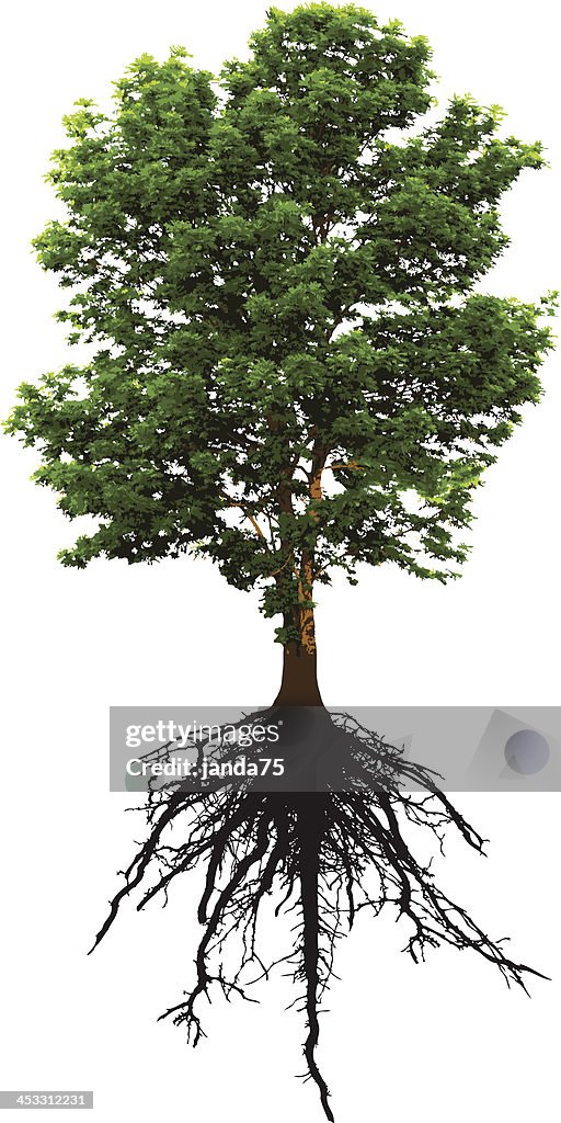 Detailed Green Tree and it's Intricate Roots Below