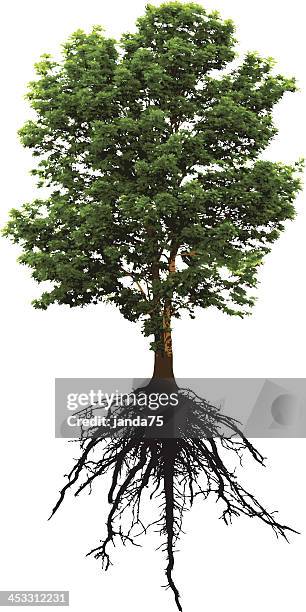 detailed green tree and it's intricate roots below - large tree white background stock illustrations