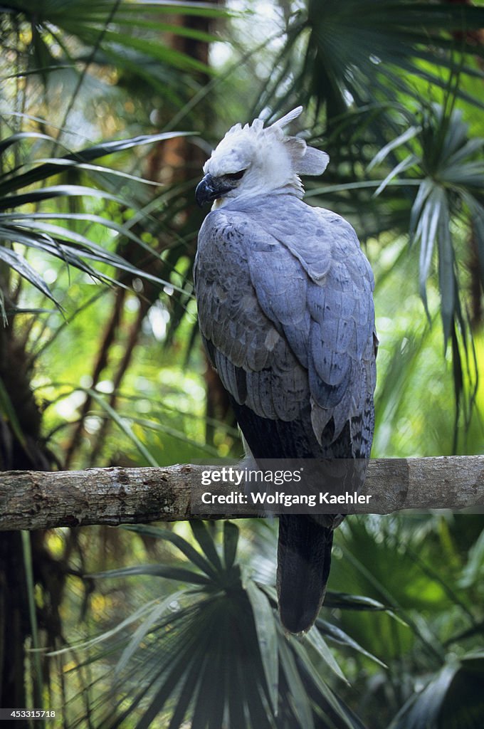 Belize, Belize Zoo, Harpy Eagle, Harpia harpyja...