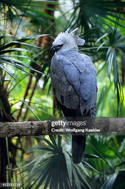 Belize, Belize Zoo, Harpy Eagle, Harpia harpyja.