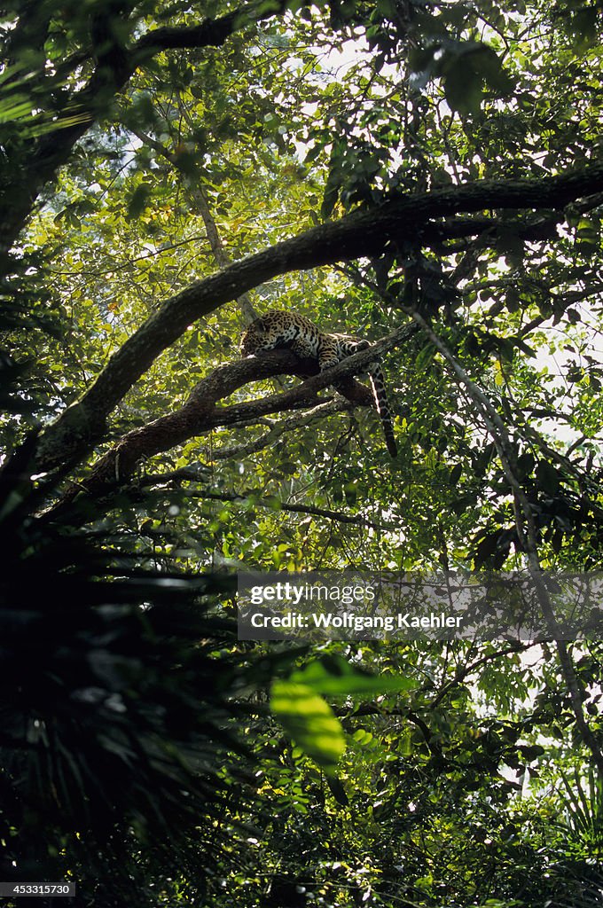 Belize, Belize Zoo, Jaguar In Tree, Panthera onca...