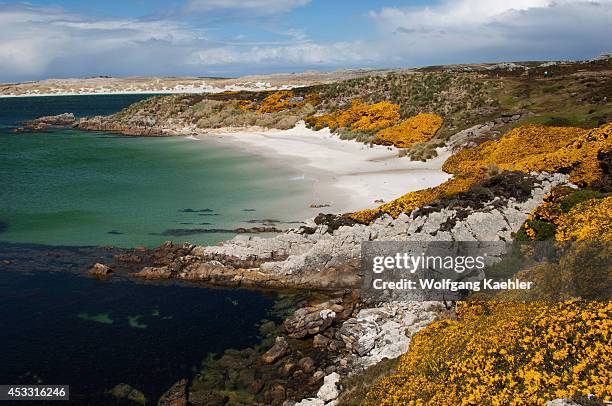 Falkland Islands, Near Port Stanley, Gypsy Cove, View Of Beach, Gorse.