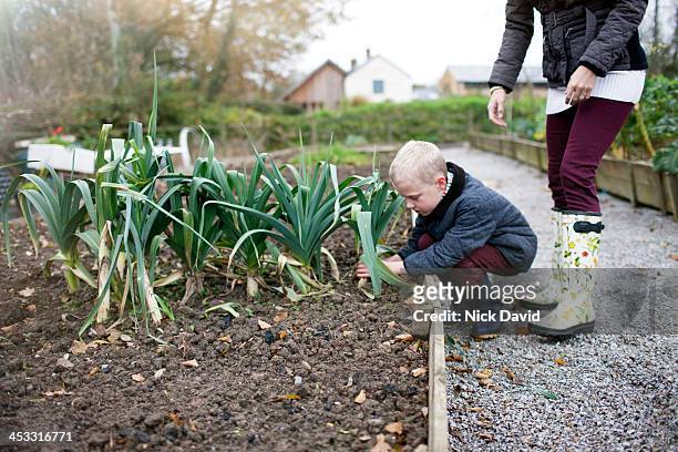 family lifestyle - side view vegetable garden stock pictures, royalty-free photos & images
