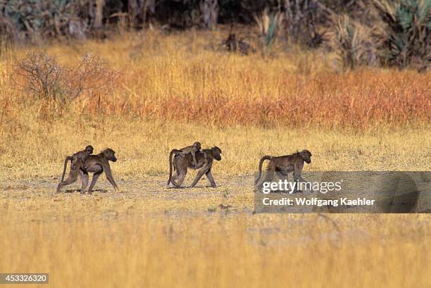 Baboon Rear View 118 Baboon Rear Stock Photos, High-Res Pictures, and Images - Getty Images