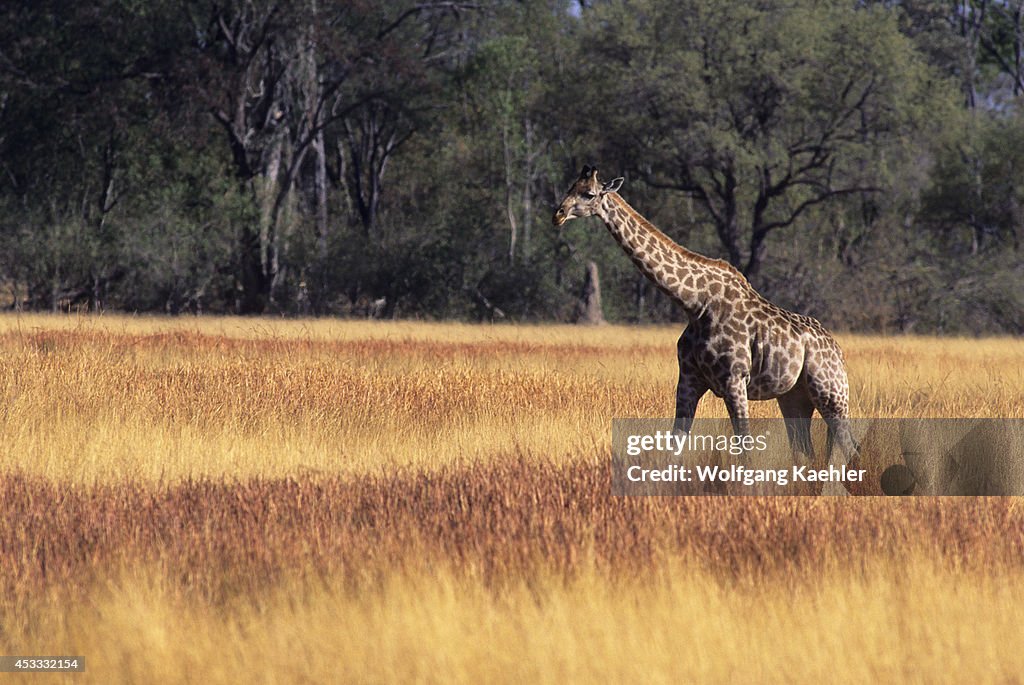 Botswana, Okavango Delta, Moremi Reserve, Masai Giraffe,...