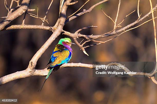 Botswana, Okavango Delta, Moremi Wildlife Reserve, Lilac-breasted Roller.