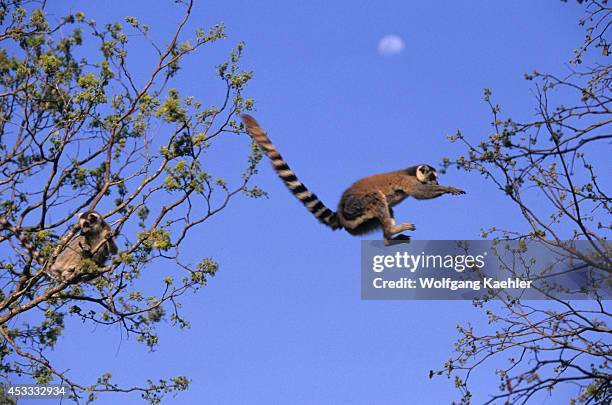 Madagascar, Berenty, Ring-tailed Lemurs Jumping From Tree To Tree.