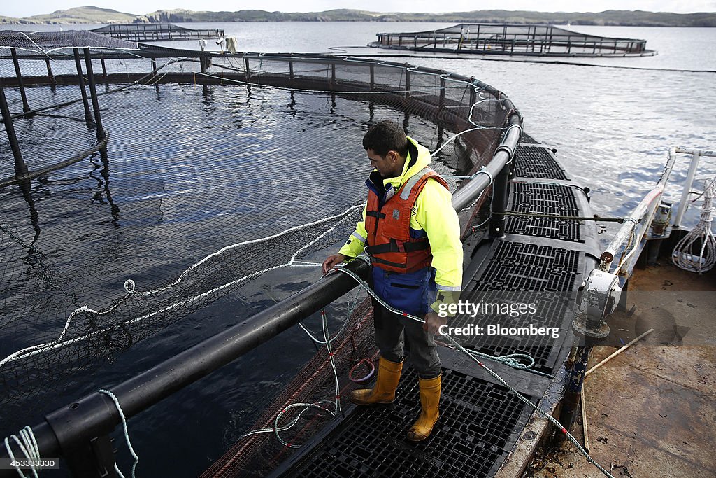 Salmon Farming On The Isle Of Lewis Ahead Of The Scottish Referendum