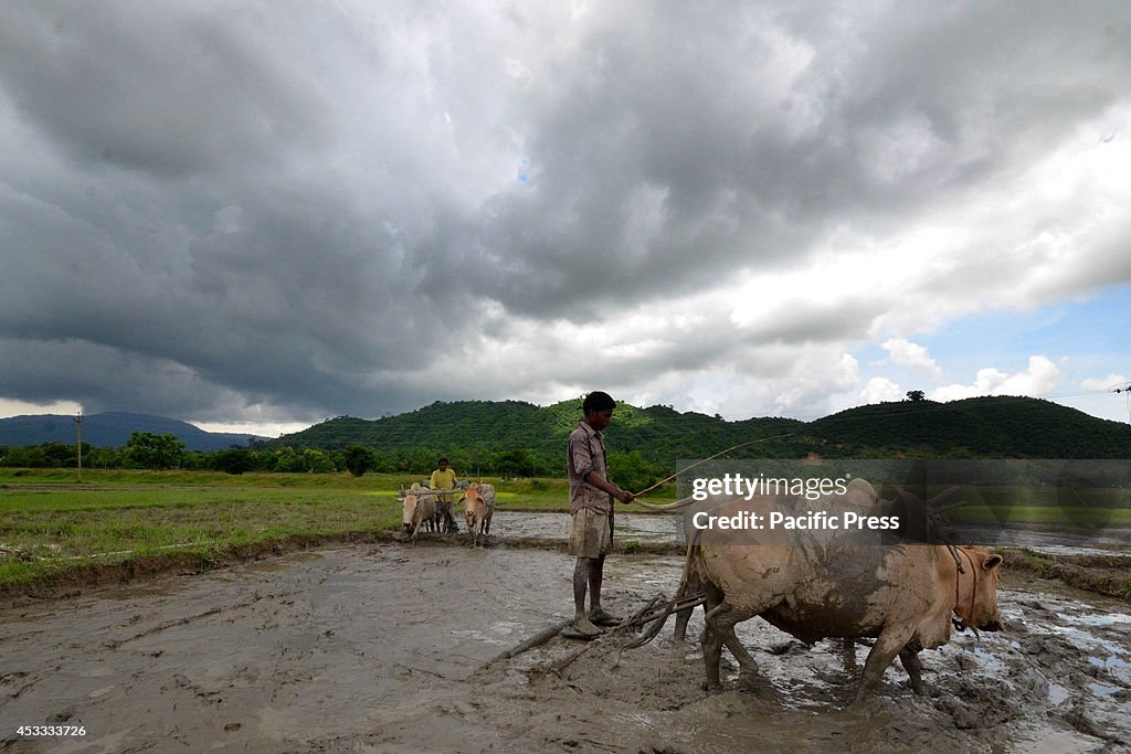 Rain clouds loom as farmers plough a paddy field  in Nagaon...