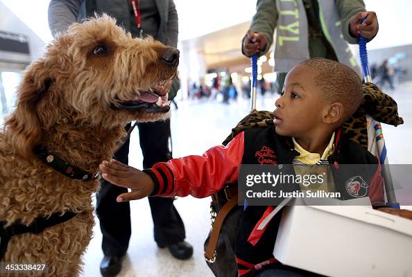 Therapy Dogs Soothe Harried Passengers At San Francisco Int'l Airport Therapy Dogs Soothe Harried Passengers At San Francisco Int'l Airport