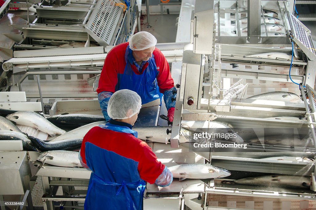 Norwegian Salmon Farm Affected By Russian Import Ban