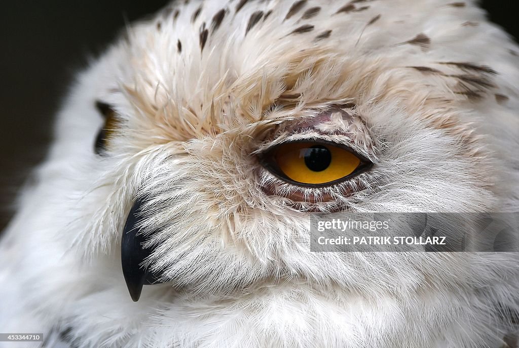 GERMANY-ANIMALS-ZOO