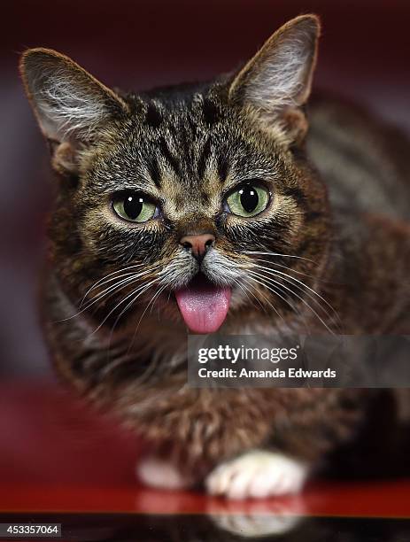 Celebrity cat Lil BUB attends the Lil BUB meet and greet at The Belasco Theater on August 8, 2014 in Los Angeles, California.