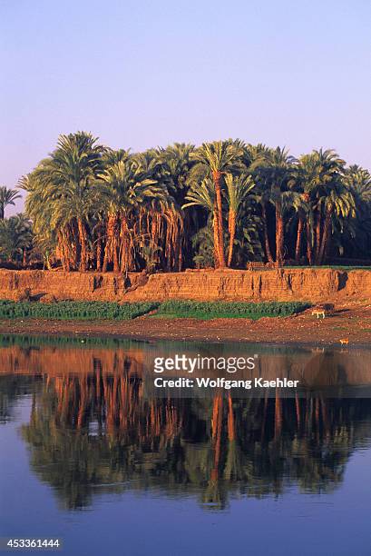 Egypt, Nile River Between Luxor And Dendera, Reflections Of Date Palm Trees.
