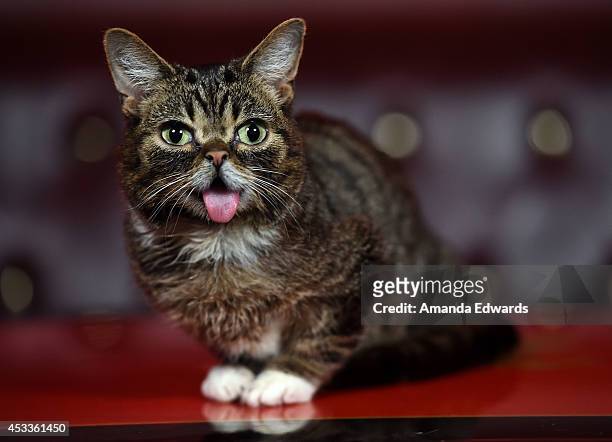 Celebrity cat Lil BUB attends the Lil BUB meet and greet at The Belasco Theater on August 8, 2014 in Los Angeles, California.
