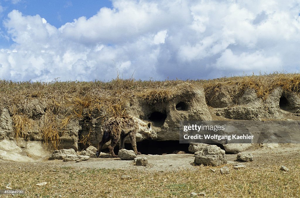 Tanzania, Ngorongoro Crater, Spotted Hyaena (hyena) Den With...