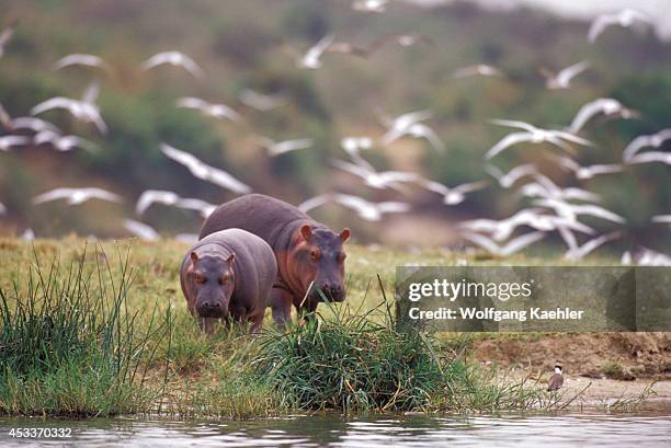 Uganda, Queen Elizabeth National Park, Kazinga Channel, Hippopotamus On Land With Baby.