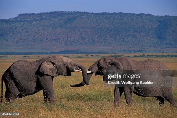 Kenya, Masai Mara, Grassland, Elephant Bulls , Sparring.