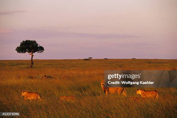Kenya, Masai Mara, Pride Of Lions Walking Through Grass, Hunting For Food, Evening Sunshine.