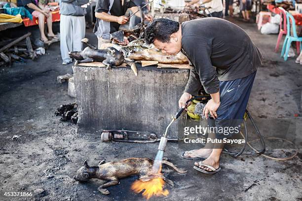 Man roasts dog at Langowan traditional market on August 9, 2014 in Langowan, North Sulawesi. The Langowan traditional market is famous for selling a...