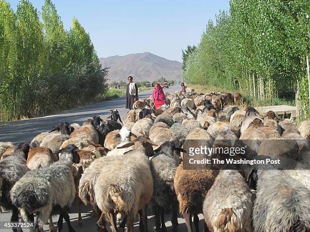 Afghanistan, August, 4: A nomad shepherd girl and her father herd their flock of sheep along a road through Logar Province. The bucolic region of...