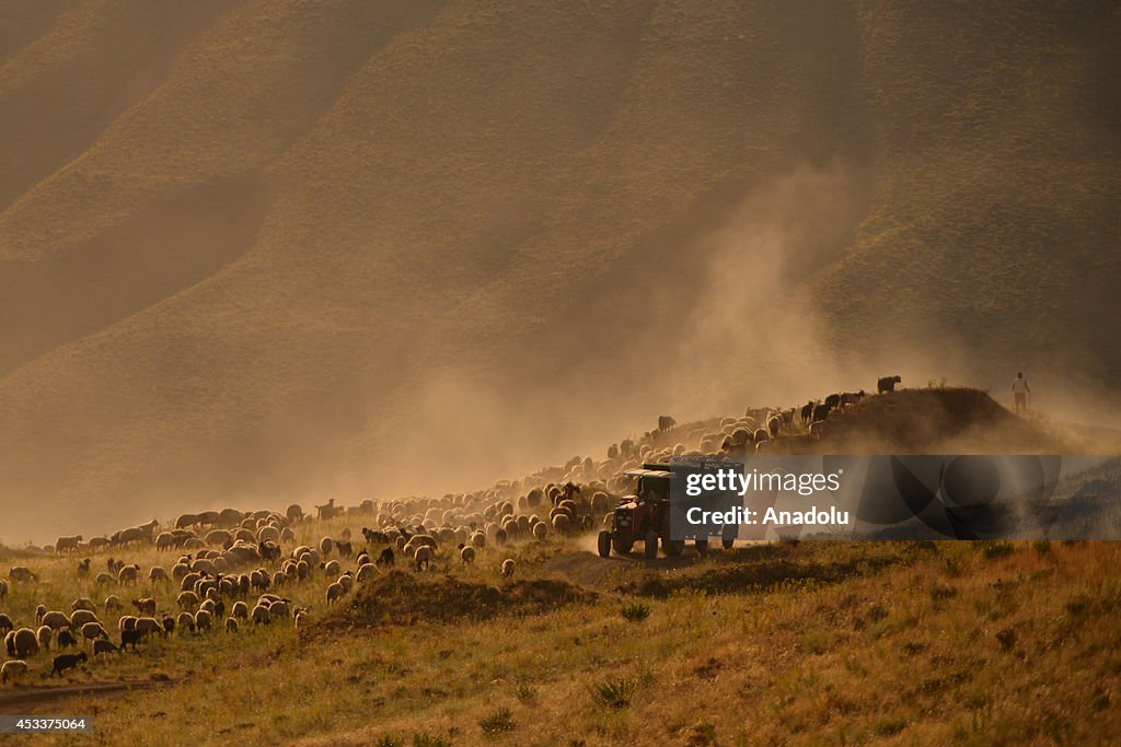 Journey of the sheep-fold in Bitlis