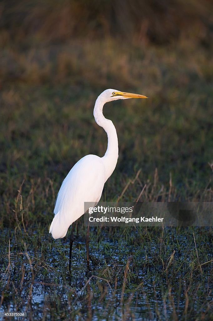 Botswana, Okavango Delta, Great White Egret (Egretta alba...