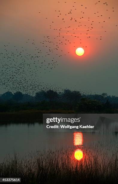 Botswana, Okavango Inland Delta, Vumbura Camp, Sunrise, Red-billed Quelea .