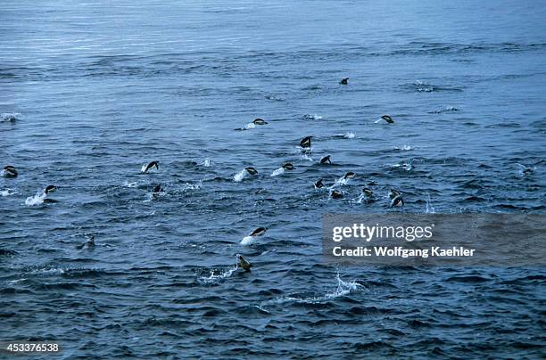 Antarctica, Adelie Penguins Porpoising.