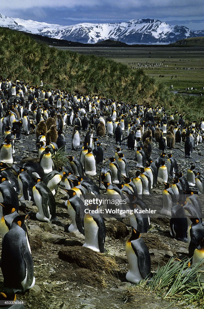 Antarctica, South Georgia, King Penguin Colony...
