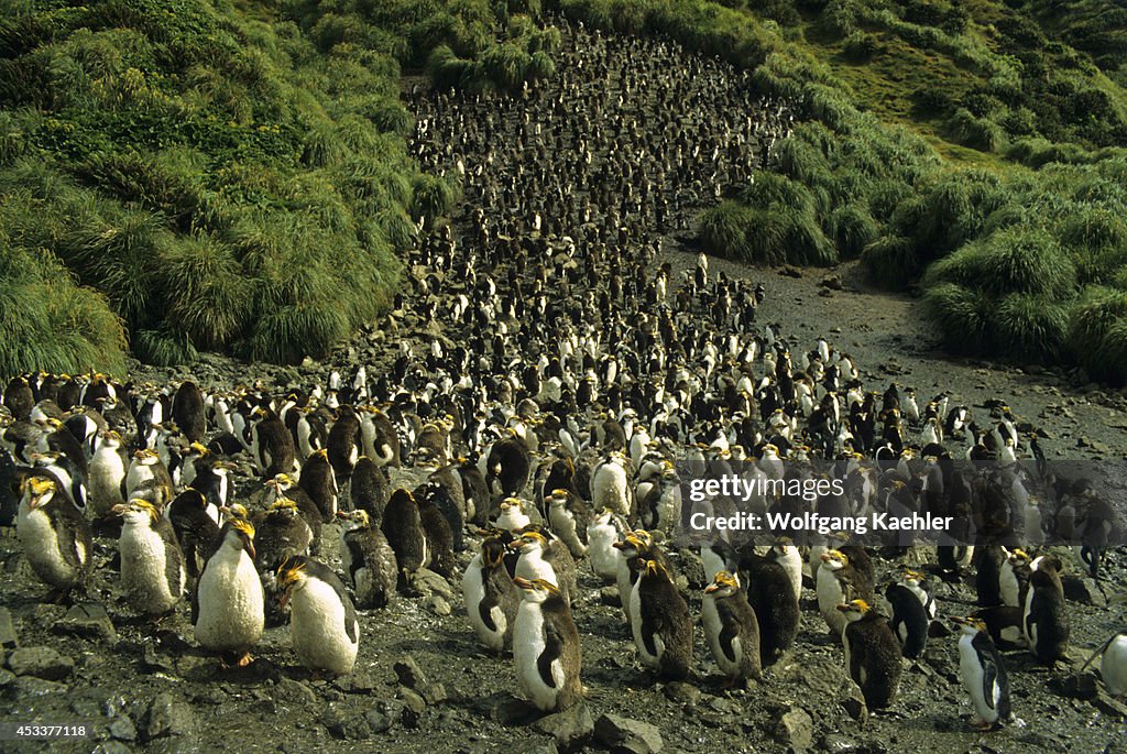 Macquarie Island, Royal Penguins, Moulting...