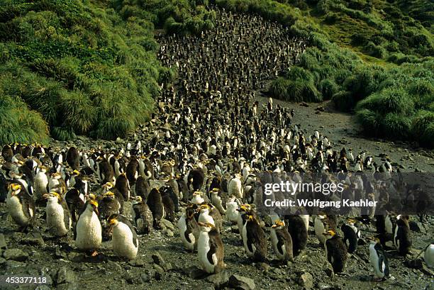 Macquarie Island, Royal Penguins, Moulting.