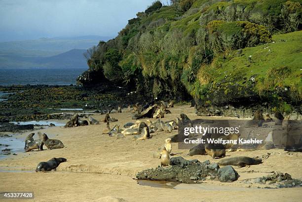 Enderby Island, Hooker's Sea Lions On Beach.