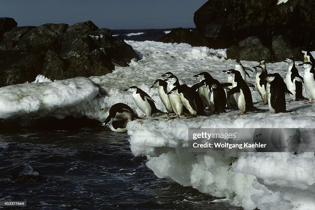 Antarctica, Nelson Island, Chinstrap Penguins Going To Sea...
