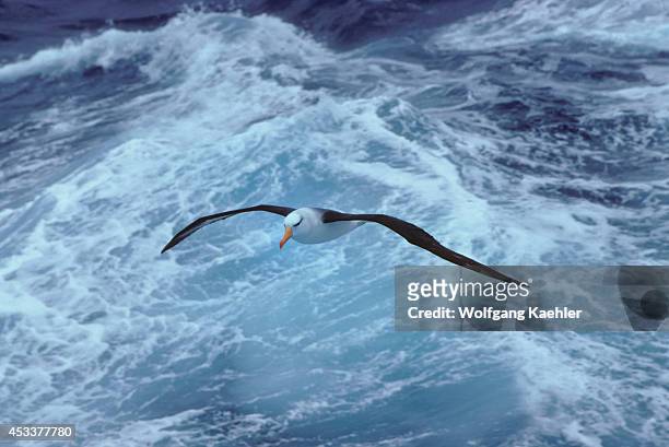 Antarctica, Black-browed Albatross In Flight.